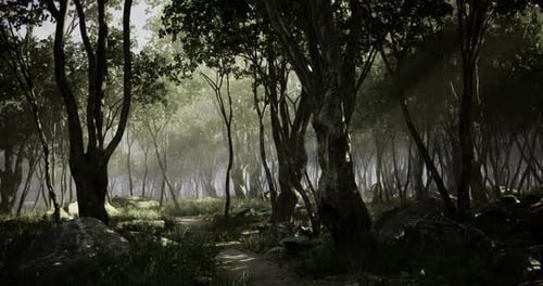 Mysterious Forest Pathway Illuminated By Sunlight Through Trees