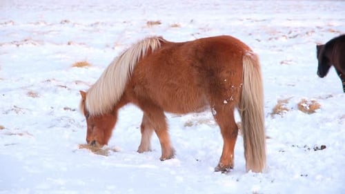 Icelandic Horses In Winter Rural Animals in Snow Covered Meadow Iceland Frozen North Landscape Breed