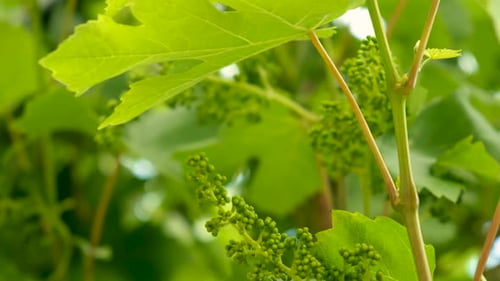 Trauben blühen im Garten Selektiver Fokus