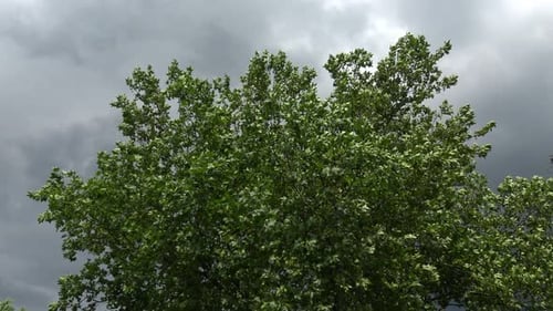 Tree Branches Swaying with Overcast Sky