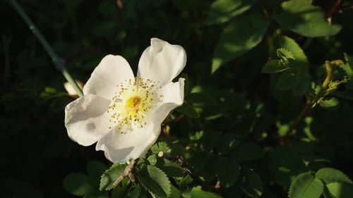 A close-up shot of a white dog rose blooming on a green branch