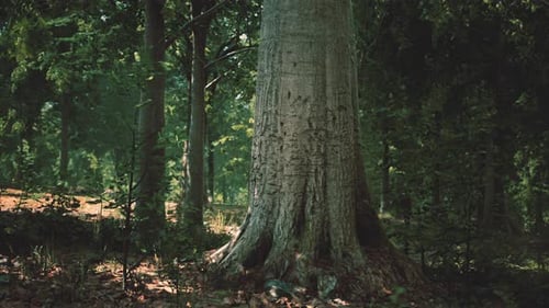 Misty Beech Forest on the Mountain Slope in a Nature Reserve