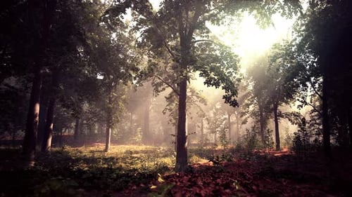 Rays of Bursting Sunlight in a Misty Forest