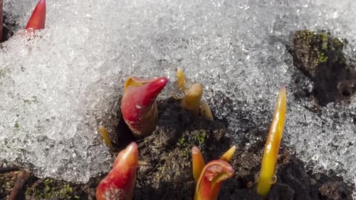 New Buds Sprouting Through Melting Snow in Spring