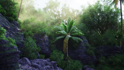 Misty Jungle Pathway Misty Tropical Forest Trail Shrouded in Shadows