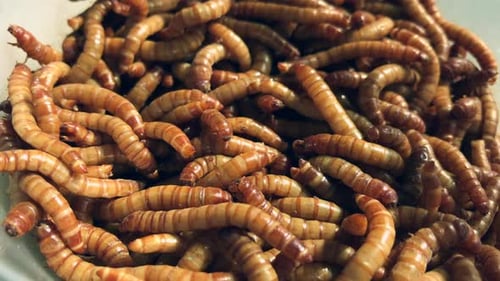 Close up Shot of Live Mealworms (larva). Dolly-In Zoom Shot.