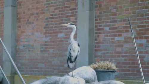 Gray Heron Stands Gracefully on Rocks