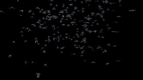 Flying Bats Swarm Alpha Channel Animation
