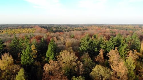 Drone Aerial of Autumn Colored Forest