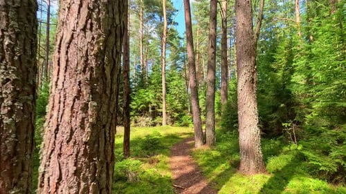 Sunny Forest Trail Among Tall Pine Trees