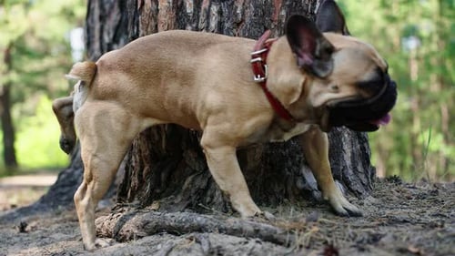 French Bulldog Urinates on a Tree in the Park