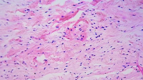 Dense Connective Tissue in Longitudinal Section Under Microscope 200x Against Bright Field