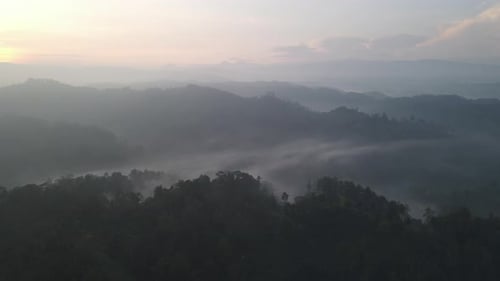 Aerial Foggy green forest with canopies of spruce trees and sunrise rays shining through branches in