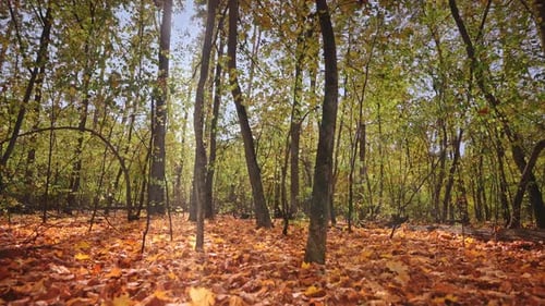 Magical Scene in a Bright and Dry Autumn Forest Bright Autumn Time Ground Covered with a Carpet of
