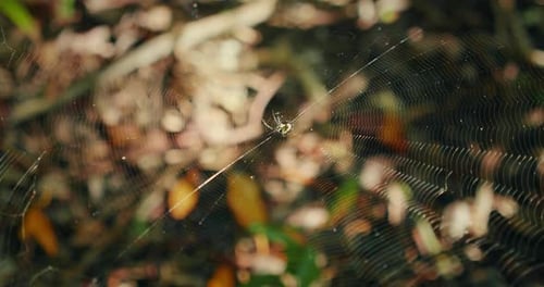 Spider rests in center of delicate web over jungle forest floor in Mexico