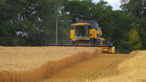 Sommerweizenernte. Funktionierende Mähdrescher für Roggenerntemaschinen auf Goldweizenfeldern.