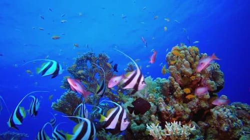 Underwater Fish on Vibrant Coral Garden
