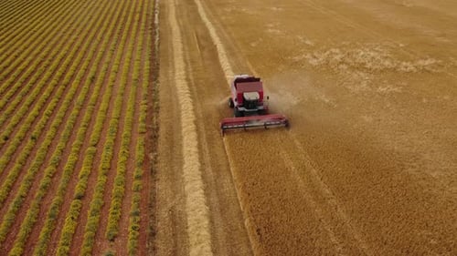 Combine harvester reaping wheat grain in agriculture field aerial view