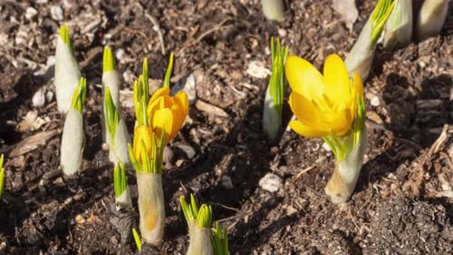 Closeup of Yellow Crocus Blooming on Field