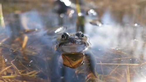 Cute frog looking straight ahead and croaking in water, close up