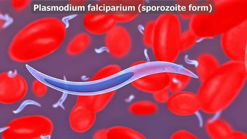 Plasmodium Falciparium (Sporozoite Form)
