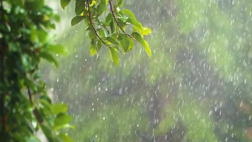 Starker Regen auf einem Baum