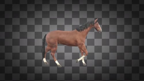 Horse Walk Idle Alpha Channels