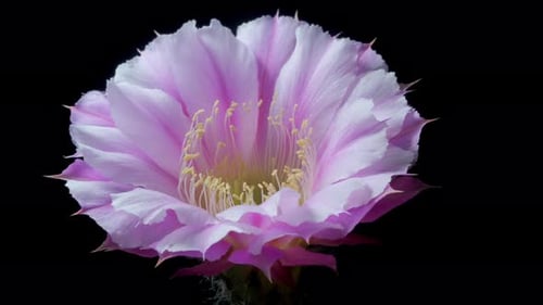 Time lapse video of cactus flower plant, in the style of black background.