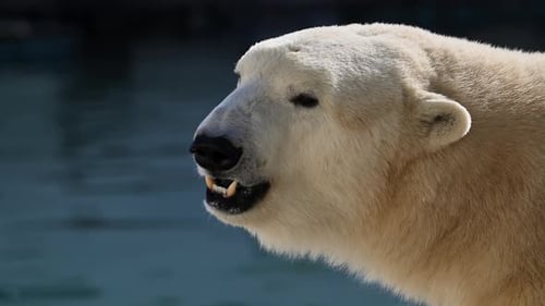 Wunderschöne Porträtaufnahmen von Eisbären in Naturlandschaft in der Nähe von kaltem Wasser des Ozeans schwimmen