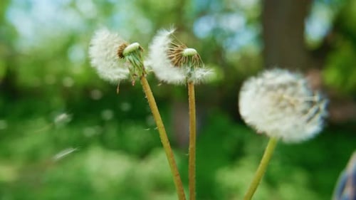 Fluffy Dandelion Seed Heads Move Lightly in Outdoor Wind