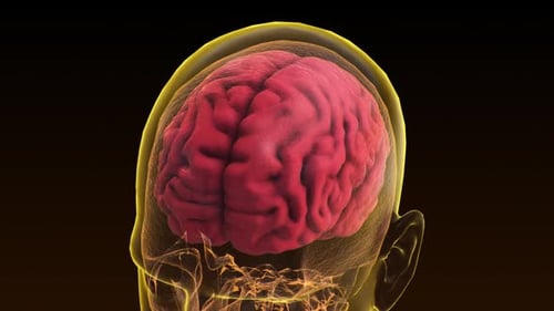 Top View Brain With Alpha Matte. Neurological Diseases, Tumors And Brain Surgery