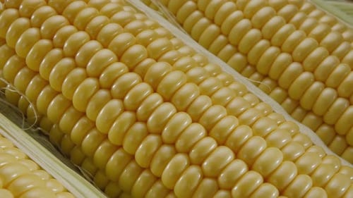 Fresh Corn on the Cob Close Up