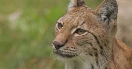 The Eurasian lynx (Lynx lynx) in the forest.