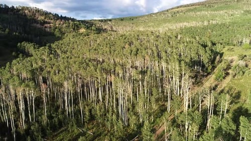 Quaking Aspen Trees In The Mountains