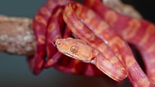 Red and orange boa snake coiled on branch with detailed close-up view of head