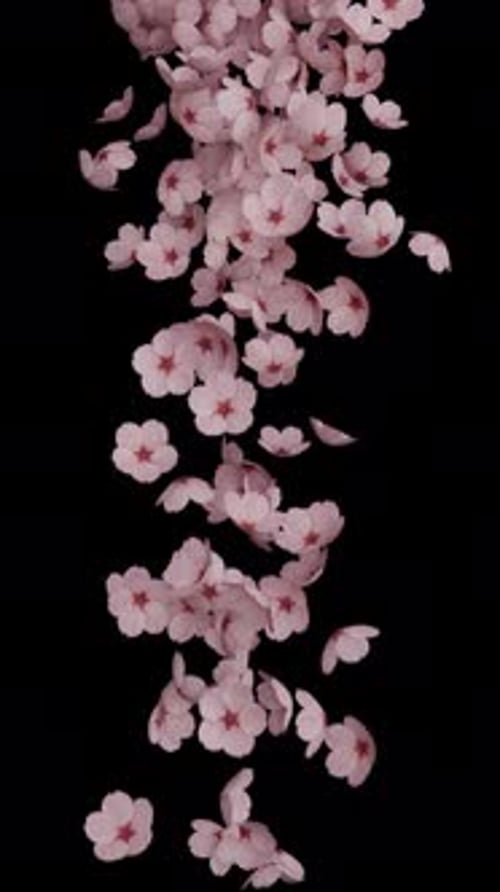 Falling Pink Petals Vertical Transition