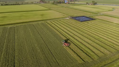 Aerial View: Tractor Gathering Rows of Grass into Piles on Farmland