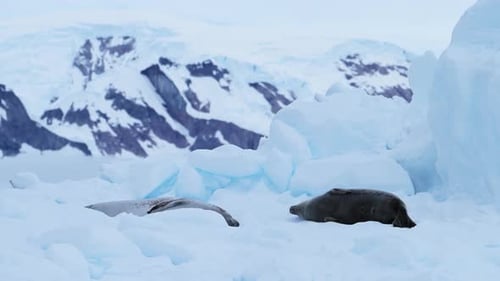 Majestic Arctic Wildlife Encounters With Fur Seals and Antarctica