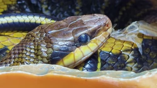 Serpent-rat de beauté taïwanais brun jaunâtre en gros plan