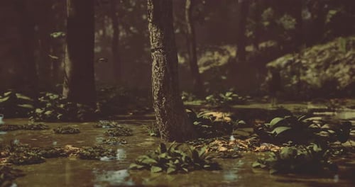 Lush Green Vegetation Surrounds Tall Trees in a Peaceful Forest