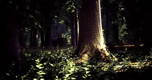 Sunlight Filtering Through Trees in a Serene Forest Setting