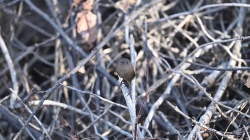 The Woodland Explorer: A Eurasian Wren at Dawn