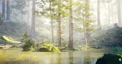 Tranquil Forest Setting with Reflection in a Calm Pond During Sunny Afternoon
