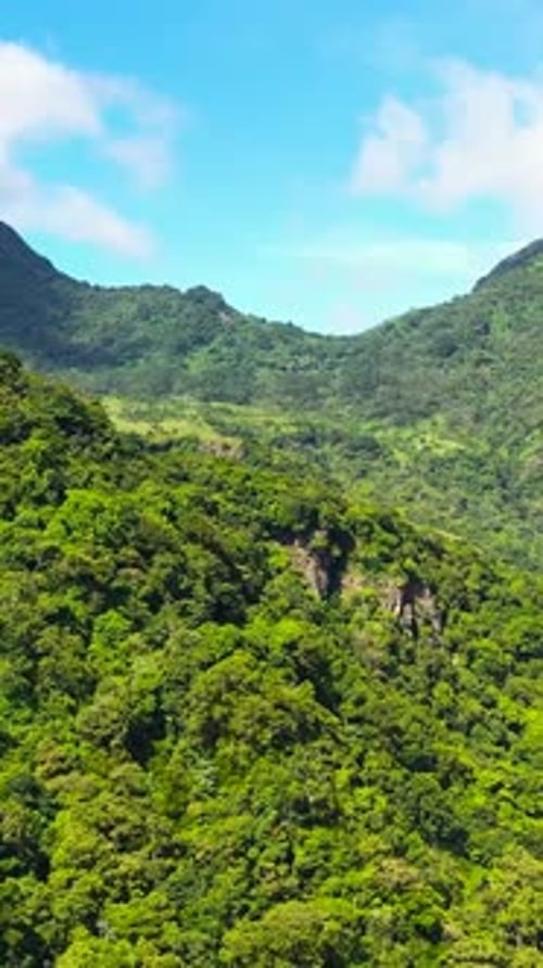 Aerial View of Fresh Green Foliage Tropical Plants and Trees Covers Mountains and Ravine