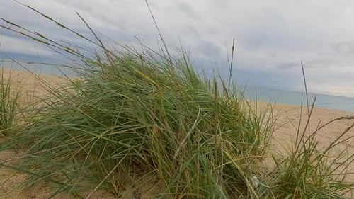 Passing over some green grasses on the coarse sand beach with the sea in the background a cloudy day