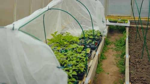 Greenhouse seedling growth plastic tunnel Latvia