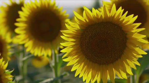 Agriculture Yellow Sunflower Plant In Farm Field In Sunlight 62