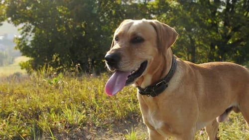 Dog Panting on Grassy Hillside