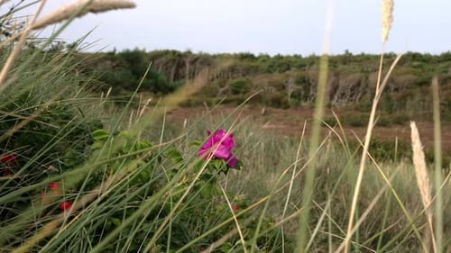 Slow motion shot of a pink flower in the middle ground, surrounded by swaying wheat in the foregroun
