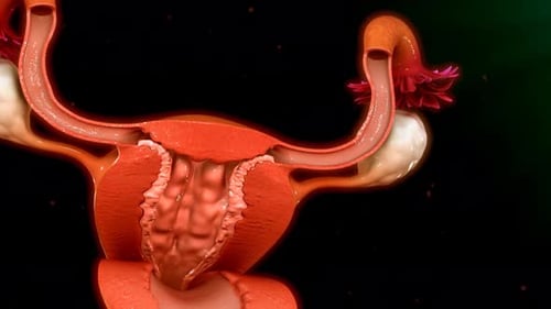 Female Reproductive System: Ovulation and Uterine Contraction 3D Animation